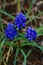 Close-up of Three Grape Hyacinth Also Called Muscari