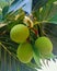 Close up of three green oval Breadfruit with leaves. Botanical of  Artocarpus altilis