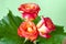 Close-up of Three Heads of Dewy Roses.