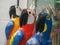 Close up of three large carved wooden macaws in rio