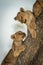 Close-up of three lion cubs on trunk