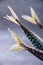 Close-up of three mackerel tails on gray background in vertical