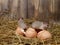 Close-up three mouse on the hens eggs in the chicken coop on the background of wood boards.