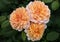 Close up of three peach colored Grace hybrid shrub roses with green leaves in background