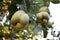 Close up of three quince fruit and whole Quince Tree in the background