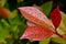 Close-up of three red leaves (Path included)