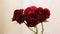 Close up of three red rose against light background