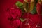 Close-up of three red roses and champagne glasses on a red background in honor of Valentine`s day, wedding day