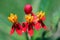 Close up of three red and yellow, scarlet milkweed flowers open wide Asclepias curassavica