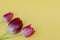 Close-up of three scarlet tulips lie on a yellow background. Photo in pastel colors, horizontal, soft focus, place for text.