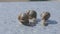 Close-up of three snails crawling on a flat surface. Three snails close up. Helix Aspersa Maxima on a flat surface close