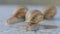 Close-up of three snails crawling on a flat surface. Three snails close up. Helix Aspersa Maxima on a flat surface close