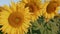 Close up of three sunflower in bright summer sunlight