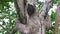 Close up of a three toed sloth climbing a tree in the rain fores