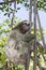 Close Up Three Toed Wild Sloth Climbing Tree