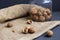 Close-up three walnuts. unpeeled and peeled walnuts in shells on a black table and in a glass jar.