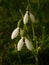 Close up of three white common snowdrop flowers galanthus nivalis