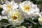 Close-up of three white `Macy`s Pride` hybrid shrub roses blooming in garden