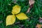 Close Up of Three Yellow Ordinary Aspen Leaves Isolated on Green Grass, Abstract Background