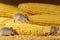 Close-up three young mice and yellow sweet corn cobs in the warehouse.