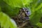 Close up of a Thrush bird in nest