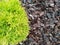 Close-up of thuja sprinkled with pine bark. Flower bed with pine tree bark mulch. Decorative alpine slide in the garden.