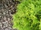 Close-up of thuja sprinkled with pine bark. Flower bed with pine tree bark mulch. Decorative alpine slide in the garden.