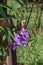 Close up Thumbergia laurifolia Lind  flwer, laurel clockvine or blue trumpet vine in the garden.