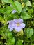 Close up of Thunbergia Grandiflora or Blue Trumpetvine flowers.