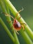 close up of tick on a green leaf