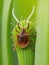 close up of tick on a green leaf