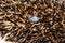 Close-up of a tick between the spikes of a hedgehog