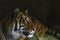 Close up of tiger face, powerful dangerous intense wild siberian tiger