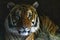 Close up of tiger face, powerful dangerous intense wild siberian tiger, looking at camera