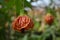 Close up of Tiger\'s Eye Flowering Maple