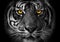 Close-up on a Tiger\'s face monochrome portrait with akcent on ye