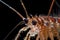 close-up of tiger shrimp prawn's antennas and claws