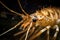 close-up of tiger shrimp prawn's antennas and claws