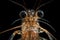 close-up of tiger shrimp prawn's antennas and claws