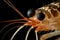 close-up of tiger shrimp prawn's claws and antennas