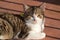 Close-up of tiger Tabby grey and white cat sunbathing on the wooden deck