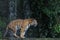 Close up tiger walk in front of the waterfall at thailand