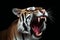 Close-up of a tiger yawning isolated on black background