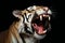 Close-up of a tiger yawning,  Isolated on black background