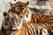 Close-up of a Tigers face.