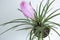 Close-up of Tillandsia Lindenii flower. Photographed in the florist shop.