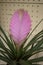 Close-up of Tillandsia Lindenii flower. Photographed in the florist shop.