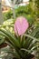 Close-up of Tillandsia Lindenii flower. Photographed in the florist shop.