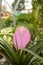 Close-up of Tillandsia Lindenii flower. Photographed in the florist shop.