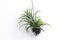 Close up Tillandsia  plant isolate on white background.Tillandsia plant commonly known as Airplants.